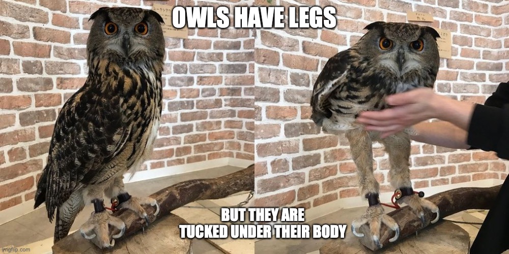 Owl | OWLS HAVE LEGS; BUT THEY ARE TUCKED UNDER THEIR BODY | image tagged in animals,owl,memes | made w/ Imgflip meme maker