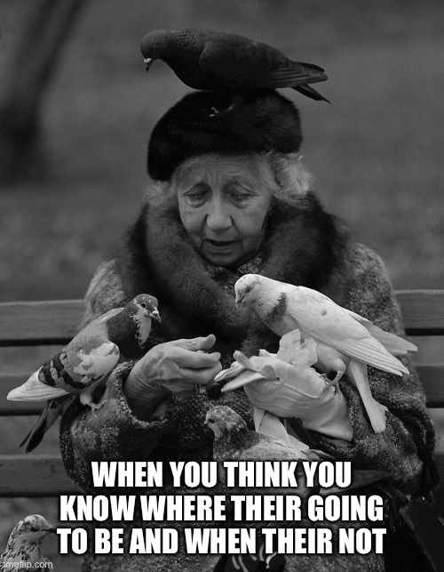 Halnor Mank |  WHEN YOU THINK YOU KNOW WHERE THEIR GOING TO BE AND WHEN THEIR NOT | image tagged in home alone,bird lady,central park | made w/ Imgflip meme maker