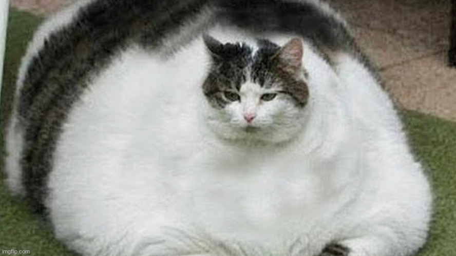 hold up | image tagged in memes,fat cat | made w/ Imgflip meme maker