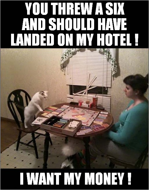 Angry Cat Feels Cheated ! | YOU THREW A SIX AND SHOULD HAVE LANDED ON MY HOTEL ! I WANT MY MONEY ! | image tagged in cats,monopoly,cheating,every time | made w/ Imgflip meme maker