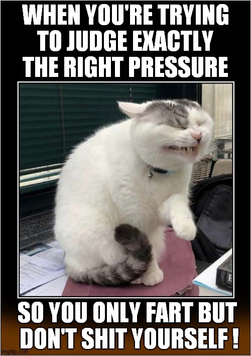 A Cats Impressive Bowel Control ! | WHEN YOU'RE TRYING TO JUDGE EXACTLY THE RIGHT PRESSURE; SO YOU ONLY FART BUT
 DON'T SHIT YOURSELF ! | image tagged in cats,fart,shit yourself,control | made w/ Imgflip meme maker