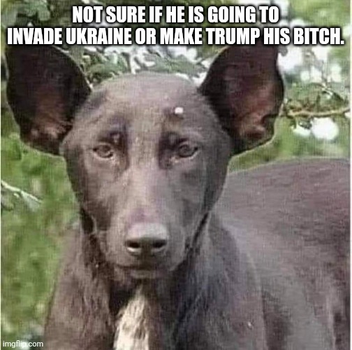 Trump's alpha dog | NOT SURE IF HE IS GOING TO INVADE UKRAINE OR MAKE TRUMP HIS BITCH. | image tagged in conservative,republican,trump,ukraine,putin,russia | made w/ Imgflip meme maker