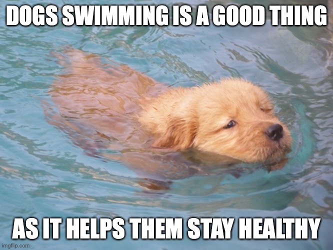 Puppy Swiming | DOGS SWIMMING IS A GOOD THING; AS IT HELPS THEM STAY HEALTHY | image tagged in memes,puppy,dogs | made w/ Imgflip meme maker
