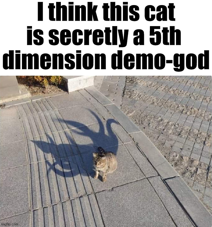 I think this cat is secretly a 5th 
dimension demo-god | image tagged in cats | made w/ Imgflip meme maker