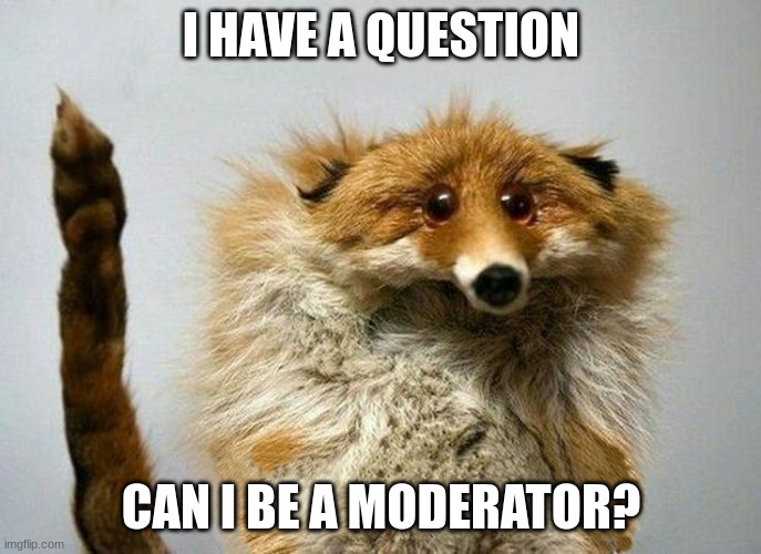 mod note: we'll think about it | I HAVE A QUESTION; CAN I BE A MODERATOR? | image tagged in i have a question fox,moderators | made w/ Imgflip meme maker