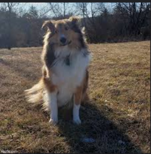 My sheltie was mad when I told him to come inside LMAO | image tagged in bruh dog,dogs,dog,lol so funny | made w/ Imgflip meme maker