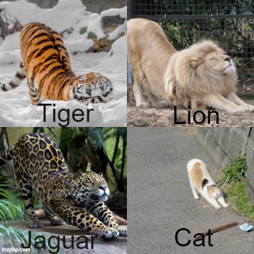 One is not like the others | Lion; Tiger; Jaguar; Cat | image tagged in one is not like the others | made w/ Imgflip meme maker