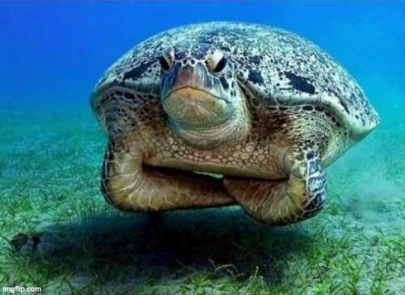 Disappointed sea turtle | image tagged in disappointed sea turtle | made w/ Imgflip meme maker