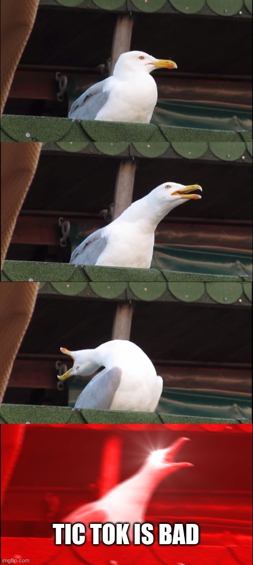 Inhaling Seagull Meme | TIC TOK IS BAD | image tagged in memes,inhaling seagull | made w/ Imgflip meme maker