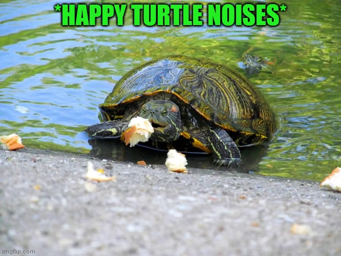Give bread | *HAPPY TURTLE NOISES* | image tagged in turtle,eat,bread,cute animals | made w/ Imgflip meme maker