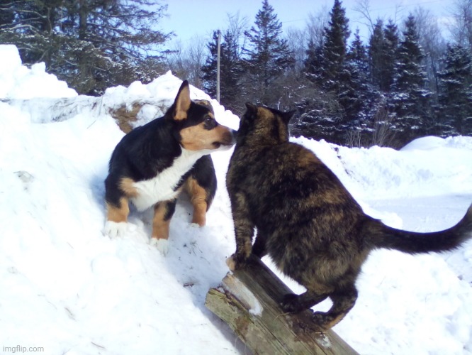 My puppy and cat | image tagged in my cat and puppy | made w/ Imgflip meme maker