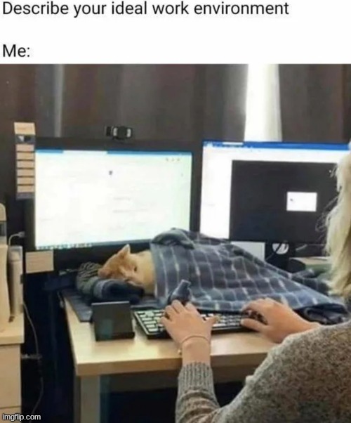 Ideal work environment | image tagged in memes,cute,cats,animals,funny memes,funny | made w/ Imgflip meme maker