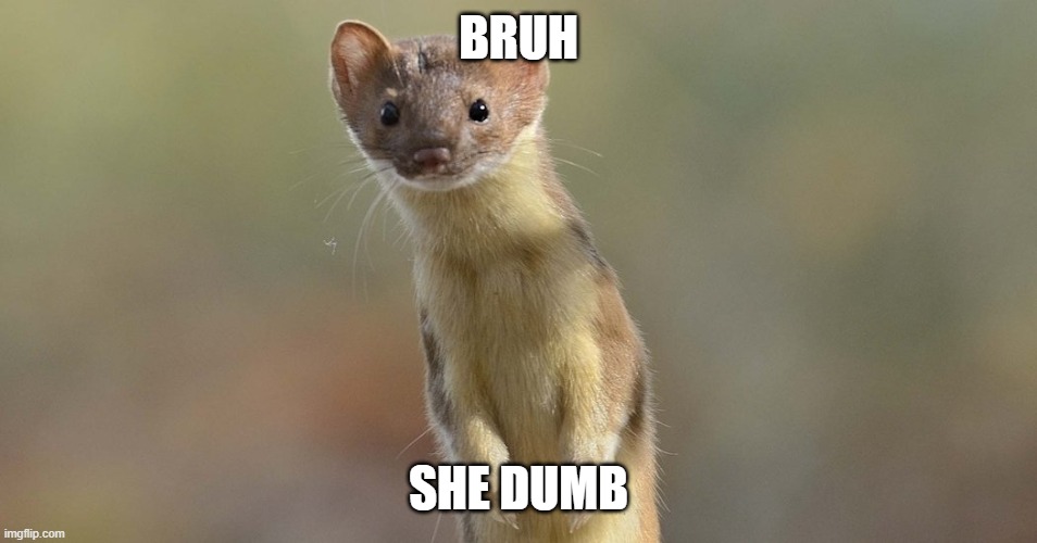 You stupid?weasel | BRUH SHE DUMB | image tagged in you stupid weasel | made w/ Imgflip meme maker