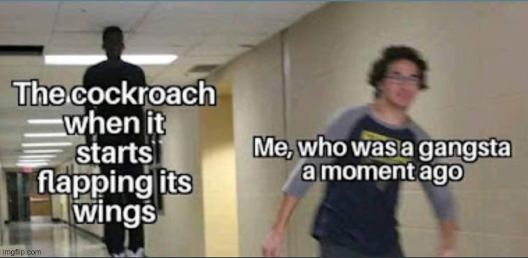 Cockroach | image tagged in funny memes | made w/ Imgflip meme maker