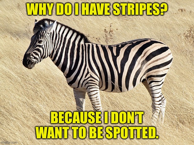 Zebra | WHY DO I HAVE STRIPES? BECAUSE I DON’T WANT TO BE SPOTTED. | image tagged in zebra | made w/ Imgflip meme maker