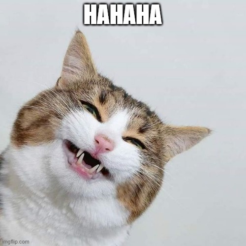 happy cat | HAHAHA | image tagged in happy cat | made w/ Imgflip meme maker