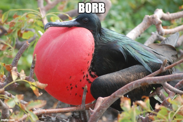 BORB | made w/ Imgflip meme maker