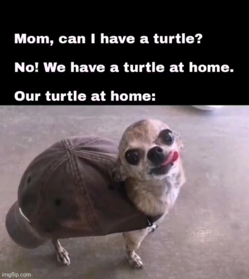 Toytle | image tagged in turtle,meme | made w/ Imgflip meme maker