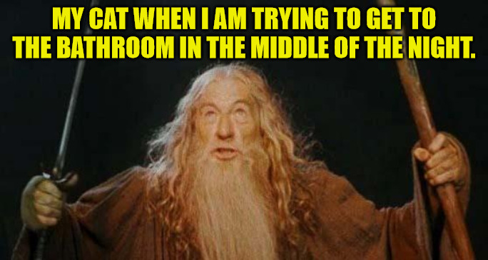 Cats Be Like... | MY CAT WHEN I AM TRYING TO GET TO THE BATHROOM IN THE MIDDLE OF THE NIGHT. | image tagged in gandalf | made w/ Imgflip meme maker