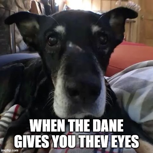 great dane | WHEN THE DANE GIVES YOU THEV EYES | image tagged in memes,dog,scooby doo | made w/ Imgflip meme maker