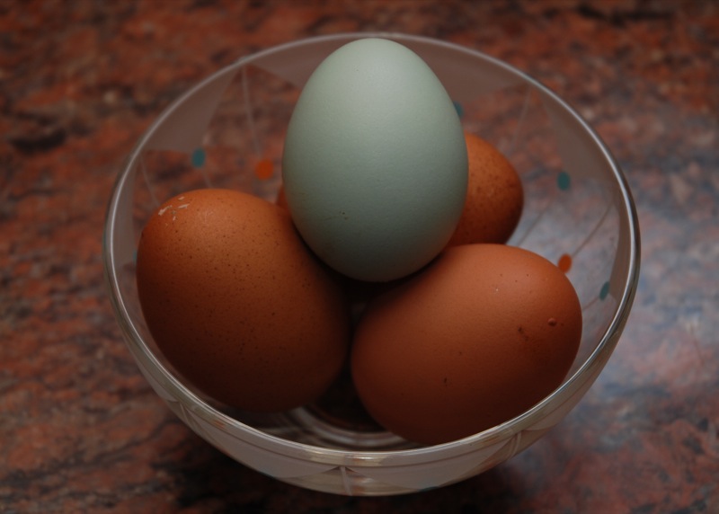 High Quality Blue egg among brown eggs Blank Meme Template