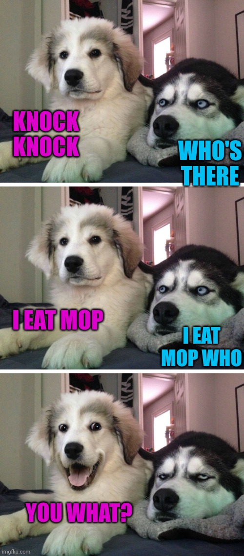 Dog jokes | KNOCK KNOCK; WHO'S THERE; I EAT MOP; I EAT MOP WHO; YOU WHAT? | image tagged in dog jokes | made w/ Imgflip meme maker