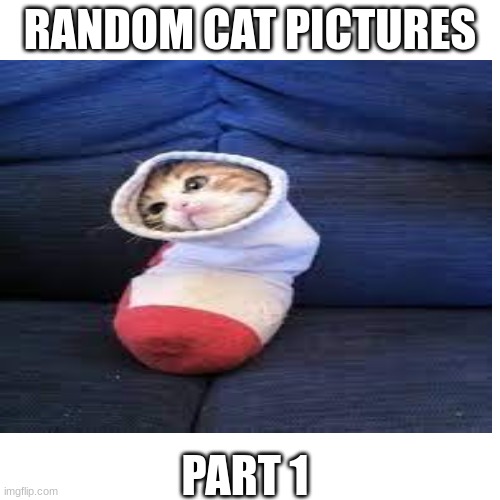 cat pics: pt 1 | RANDOM CAT PICTURES; PART 1 | image tagged in cats,funny | made w/ Imgflip meme maker