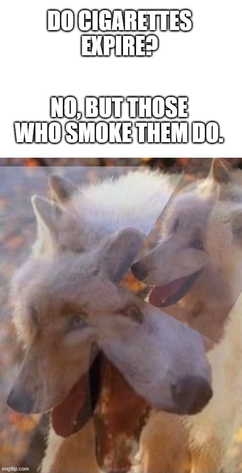 insane laughing wolf | DO CIGARETTES EXPIRE? NO, BUT THOSE WHO SMOKE THEM DO. | image tagged in insane laughing wolf,memes,dark humor | made w/ Imgflip meme maker