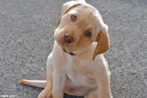 cute puppy | image tagged in cute puppy | made w/ Imgflip meme maker