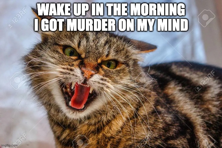 cat murder on his mind | WAKE UP IN THE MORNING I GOT MURDER ON MY MIND | image tagged in murder on my mind cat | made w/ Imgflip meme maker