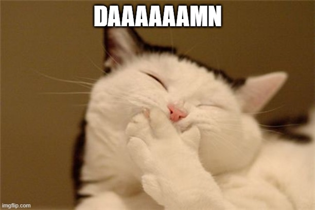 cat laughing | DAAAAAAMN | image tagged in cat laughing | made w/ Imgflip meme maker