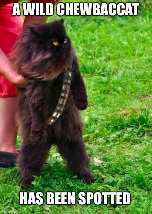 chewbaccat in the wild | A WILD CHEWBACCAT; HAS BEEN SPOTTED | image tagged in star wars,funny,puns | made w/ Imgflip meme maker