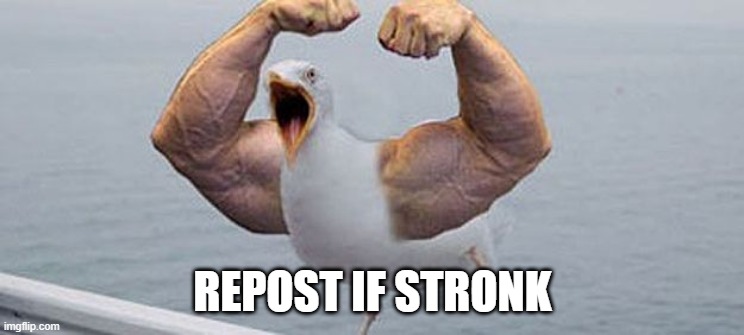 strong bird | REPOST IF STRONK | image tagged in strong bird,msmg,memes | made w/ Imgflip meme maker