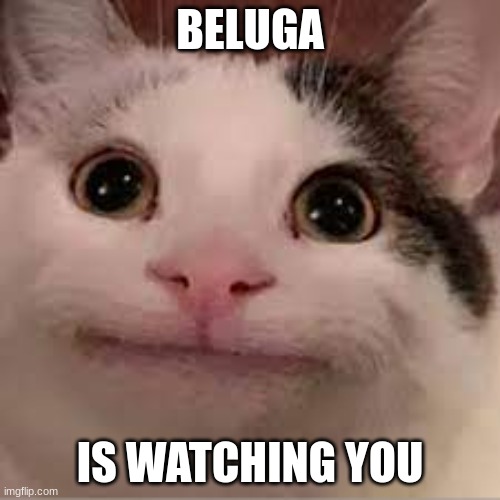 bruuuuuuuuuuh | BELUGA; IS WATCHING YOU | image tagged in cats,funny,beluga,youtube,weirdo cats | made w/ Imgflip meme maker