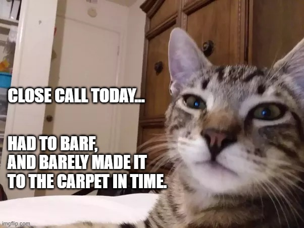 Cat blog |  CLOSE CALL TODAY... HAD TO BARF,
AND BARELY MADE IT 
TO THE CARPET IN TIME. | image tagged in cats,honesty,cat memes | made w/ Imgflip meme maker