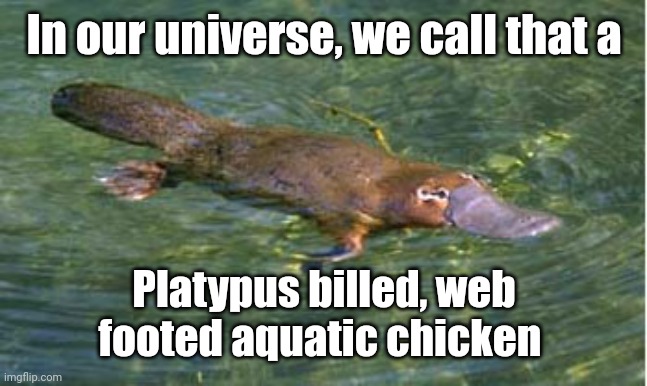 Platypus by Strongly Opinionated Platypus | In our universe, we call that a; Platypus billed, web footed aquatic chicken | image tagged in platypus by strongly opinionated platypus | made w/ Imgflip meme maker