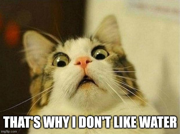 Scared Cat Meme | THAT'S WHY I DON'T LIKE WATER | image tagged in memes,scared cat | made w/ Imgflip meme maker