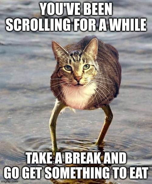Stop | YOU'VE BEEN SCROLLING FOR A WHILE; TAKE A BREAK AND GO GET SOMETHING TO EAT | image tagged in cat | made w/ Imgflip meme maker