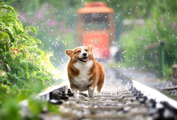 High Quality happy dog in front of train Blank Meme Template