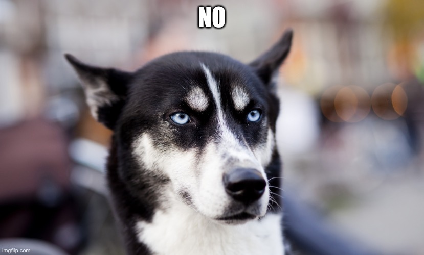 No DOG | NO | image tagged in no dog | made w/ Imgflip meme maker