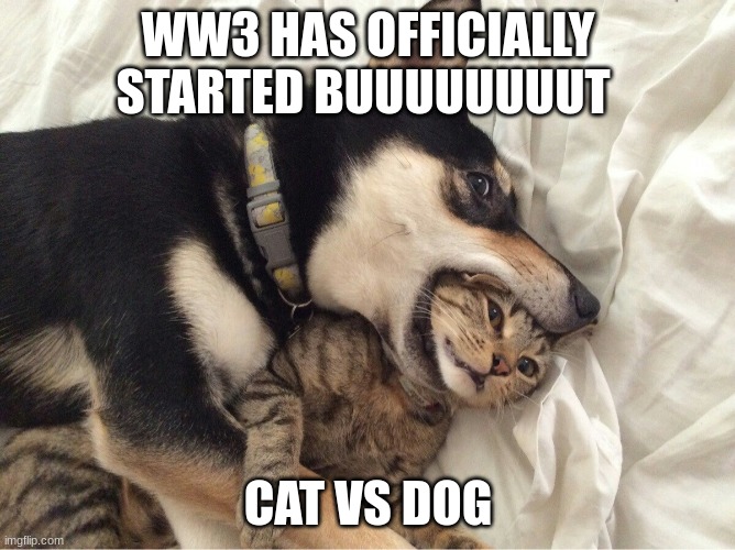Dog VS Cat | WW3 HAS OFFICIALLY STARTED BUUUUUUUUT; CAT VS DOG | image tagged in dog vs cat | made w/ Imgflip meme maker