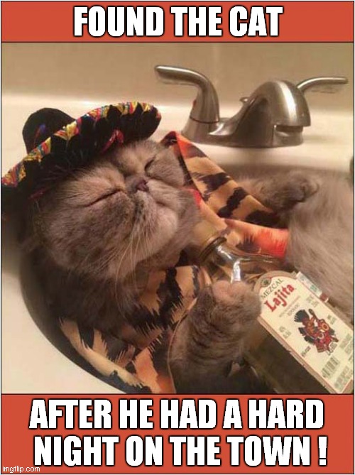 This Cat Loves To Party ! | FOUND THE CAT; AFTER HE HAD A HARD
 NIGHT ON THE TOWN ! | image tagged in cats,party time,drinking,on the town | made w/ Imgflip meme maker