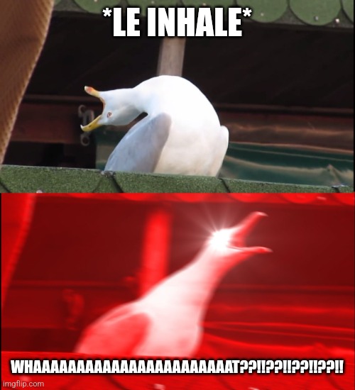 Screaming bird | *LE INHALE* WHAAAAAAAAAAAAAAAAAAAAAAAT??!!??!!??!!??!! | image tagged in screaming bird | made w/ Imgflip meme maker