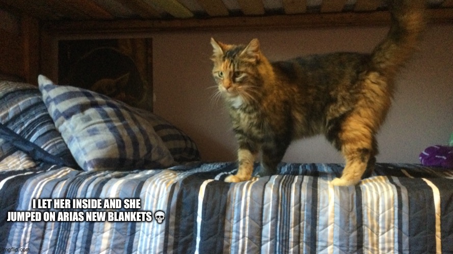 I LET HER INSIDE AND SHE JUMPED ON ARIAS NEW BLANKETS 💀 | made w/ Imgflip meme maker