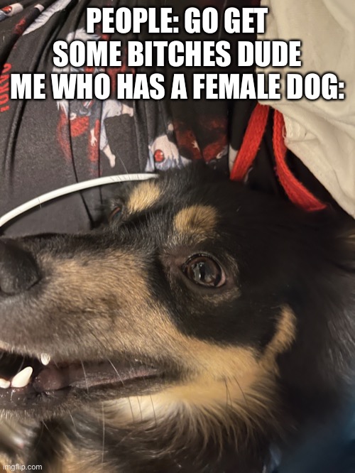 PEOPLE: GO GET SOME BITCHES DUDE
ME WHO HAS A FEMALE DOG: | made w/ Imgflip meme maker