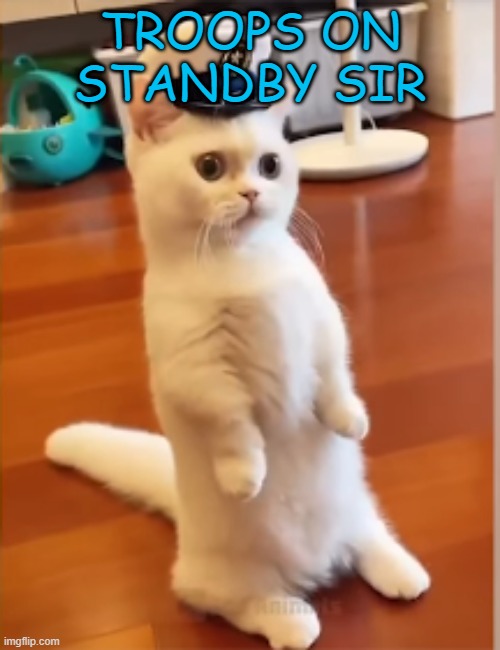 commander | TROOPS ON STANDBY SIR | image tagged in commander | made w/ Imgflip meme maker