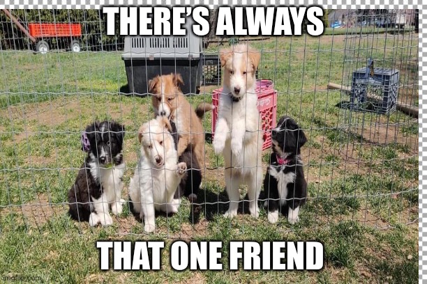 That one friend in the group | THERE’S ALWAYS; THAT ONE FRIEND | image tagged in excited dog | made w/ Imgflip meme maker
