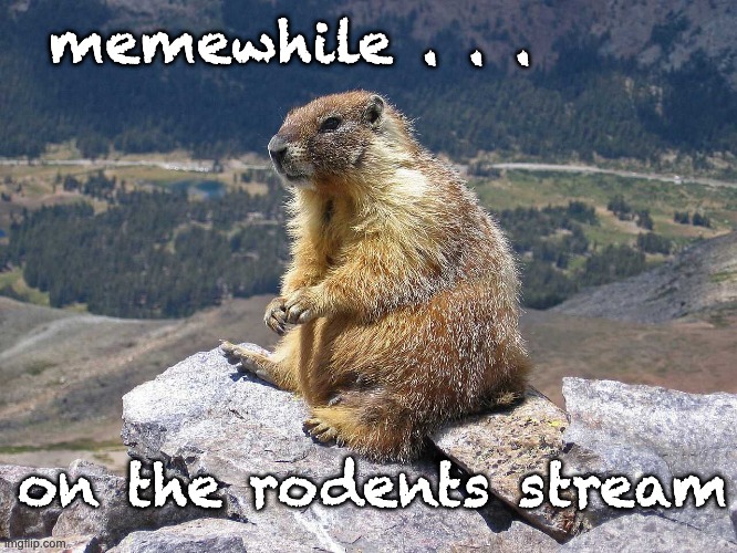 Marmot time! | memewhile . . . on the rodents stream | image tagged in marmotsitting,rodents,streams | made w/ Imgflip meme maker