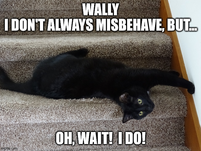 Wally | WALLY
I DON'T ALWAYS MISBEHAVE, BUT... OH, WAIT!  I DO! | image tagged in black kitties | made w/ Imgflip meme maker