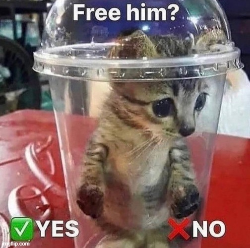 free him? | made w/ Imgflip meme maker